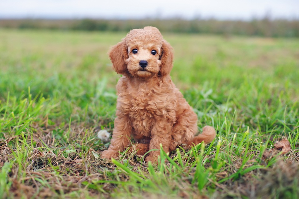 Toy poodle dog