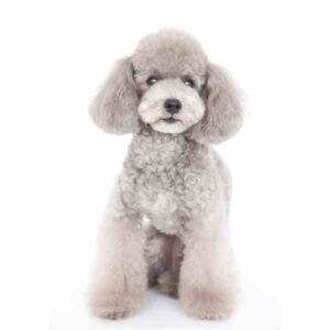 Photo of a stunning and very well groomed silver toy poodle