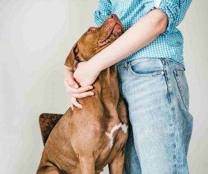 Photo Dog obediently stands in front of owner