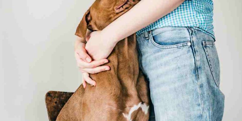 Dog obediently stands in front of owner