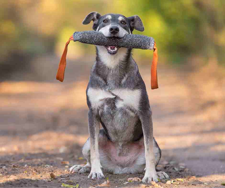 Cute senior dog holds diploma scroll