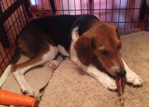 Treeing walker coonhound for adoption in nashville