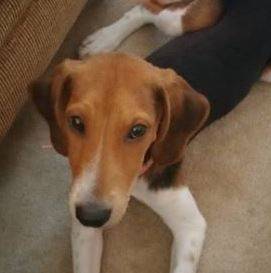 Adopted  cute cleo – adorable coonhound puppy   antioch tn