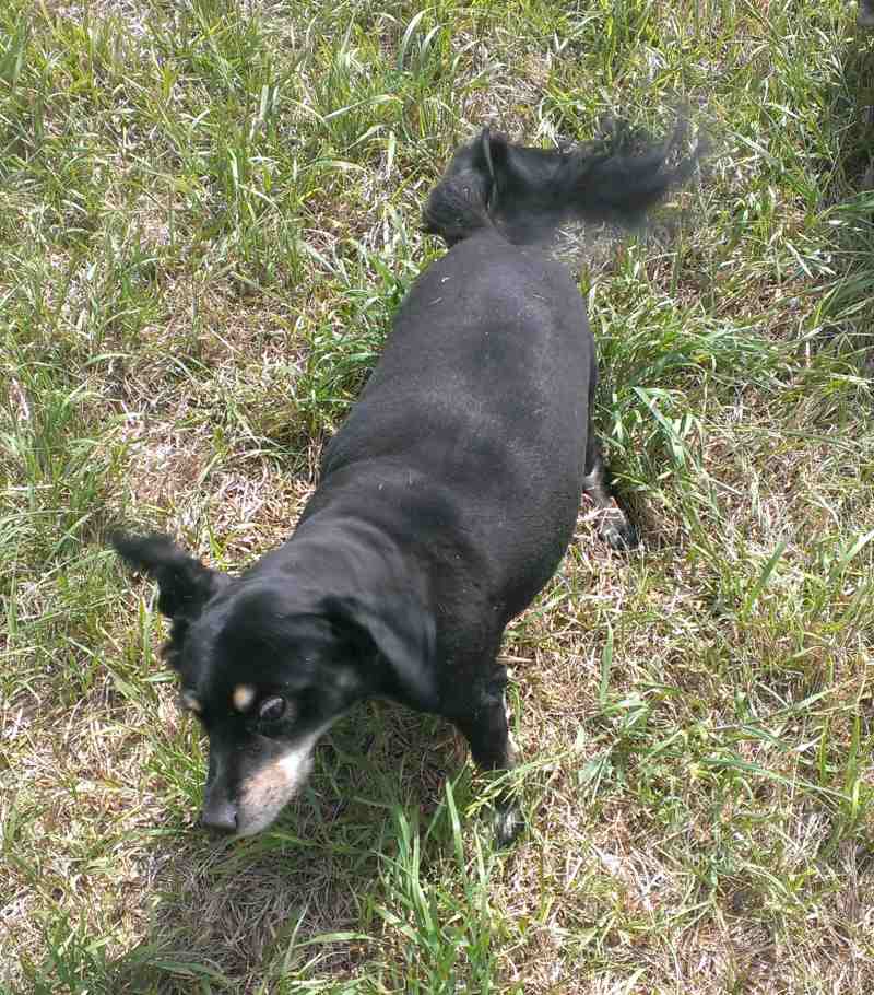 Trey Sheltie Mix Dog For Adoption Austin San Antonio TX 1