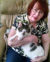 Trey - Tabby And White Cat For Adoption Charlotte NC