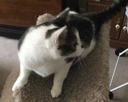 Trey - tabby and white cat for adoption charlotte nc 4