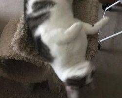 Trey - tabby and white cat for adoption charlotte nc 4
