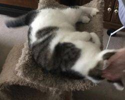 Trey - tabby and white cat for adoption charlotte nc 4