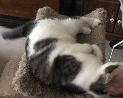 Trey - tabby and white cat for adoption charlotte nc 4