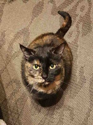 Tribble Tortoiseshell Cat Adoption Calgary