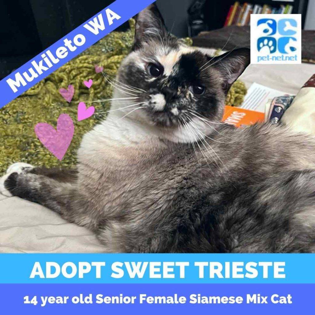 Siamese mix cat for adoption by owner in mukilteo washington`