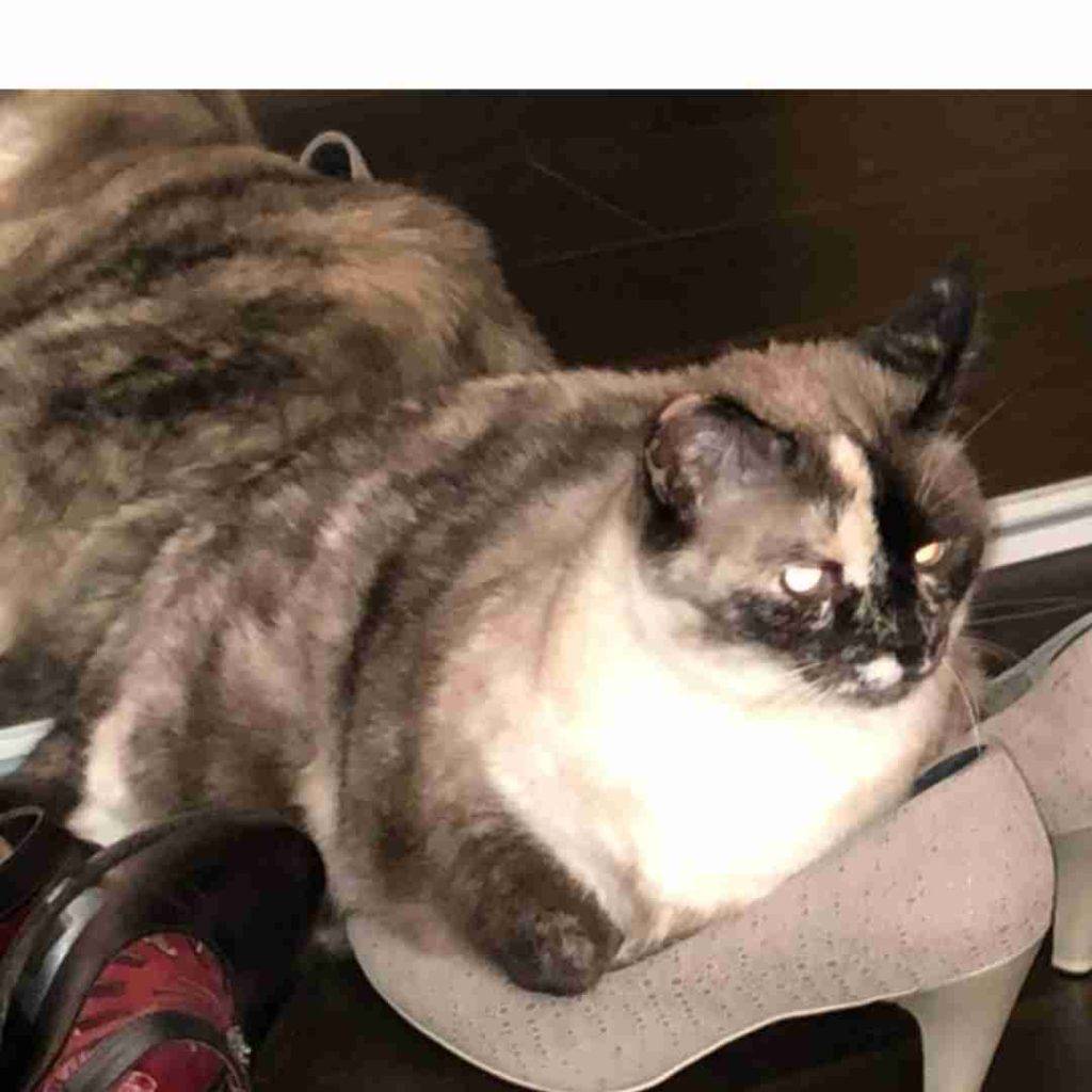 Siamese mix cat for adoption by owner in mukilteo washington