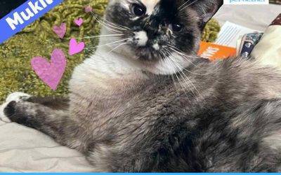 Beautiful Siamese Mix Cat For Adoption in Mukileto Seattle WA – Supplies Included – Adopt Trieste
