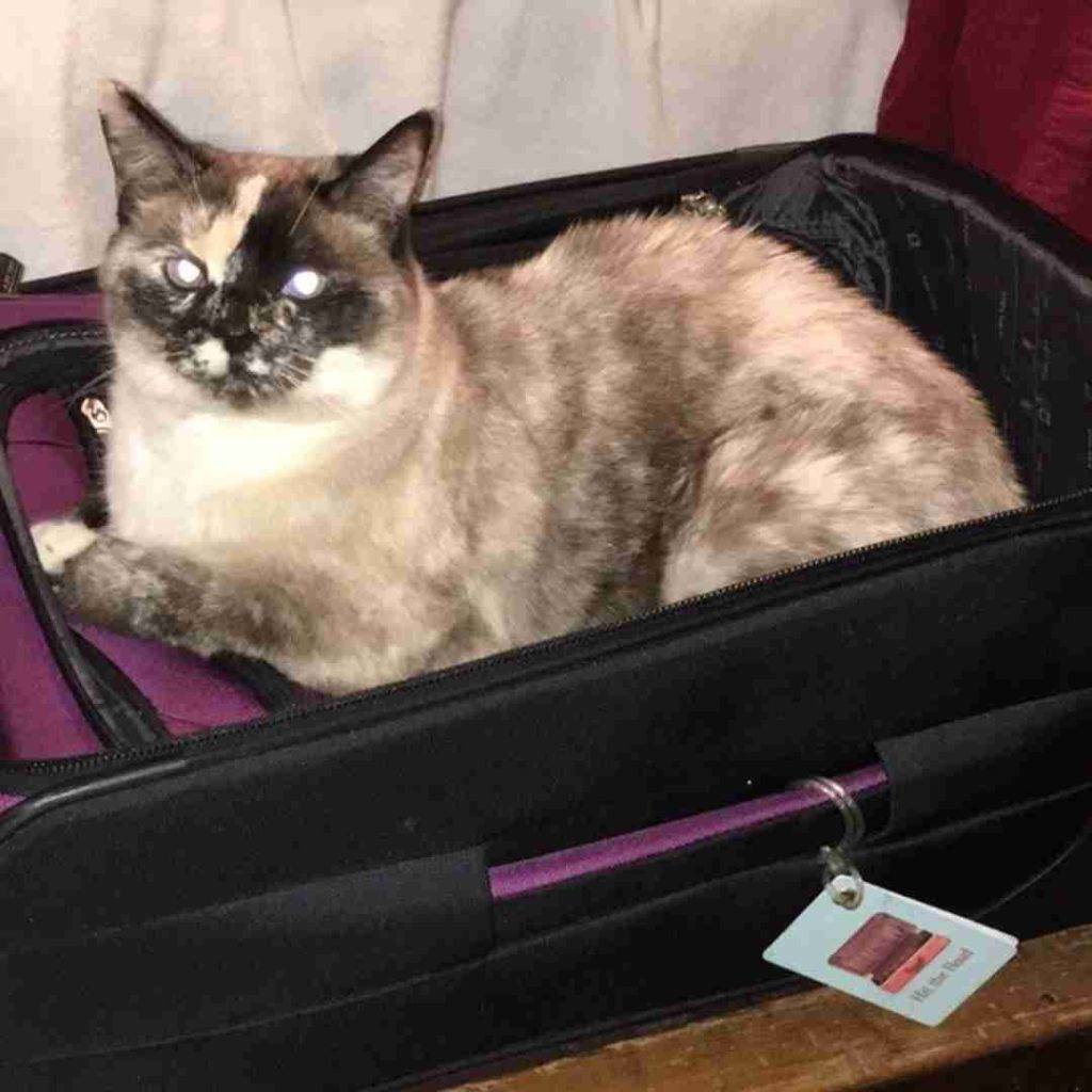 Siamese mix cat for adoption by owner in mukilteo washington