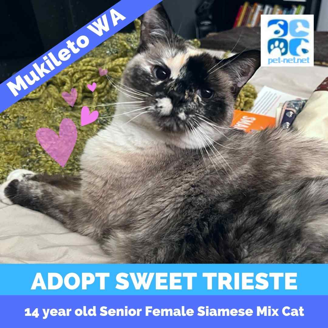 Beautiful Siamese Mix Cat For Adoption in Mukileto Seattle WA – Supplies Included – Adopt Trieste