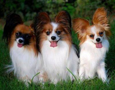 Trio of cute papillon dogs