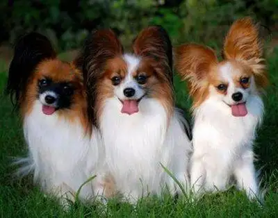 Trio of Cute Papillon Dogs