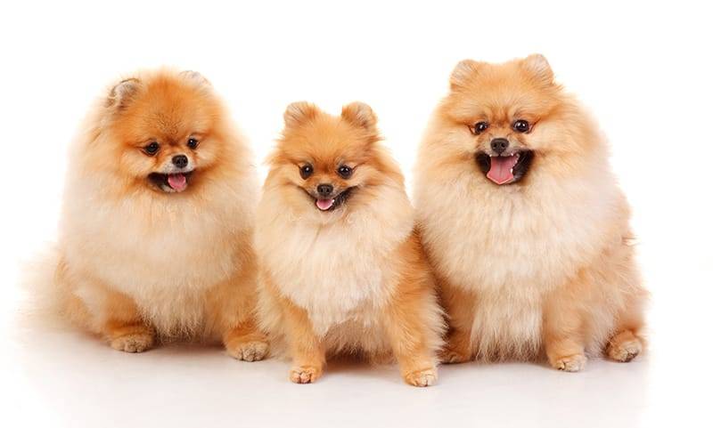 Top pomeranian for rehoming Shop