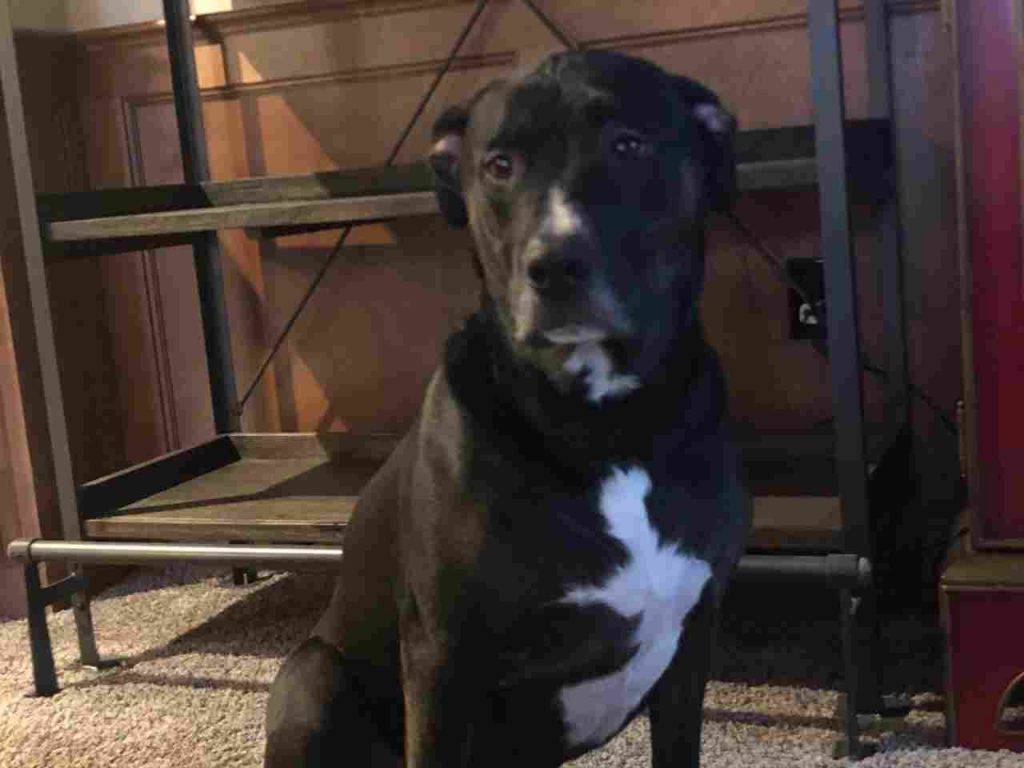 Trip black lab mix dog for adoption spokane wa 1