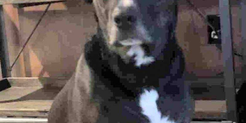 Trip Black Lab Mix Dog For Adoption Spokane WA 2