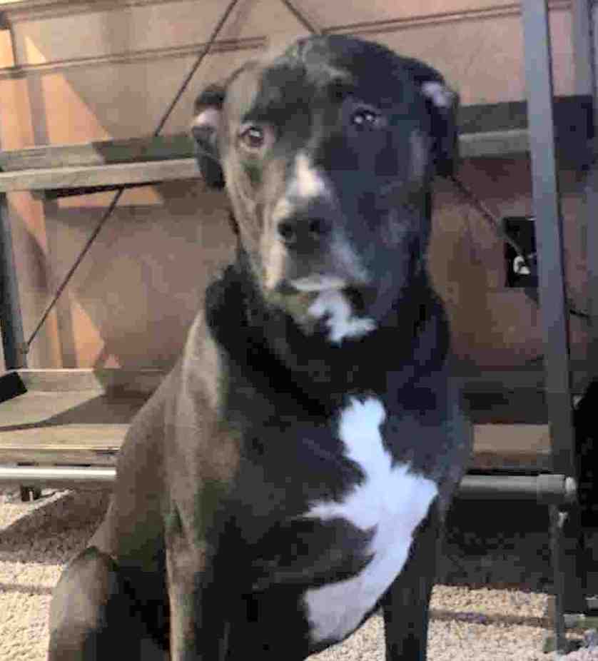 Trip Black Lab Mix Dog For Adoption Spokane WA 2