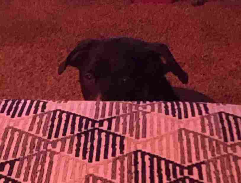Trip black lab mix dog for adoption spokane wa 1