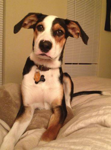 Trooper border collie foxhound mix for adoption in texas 3