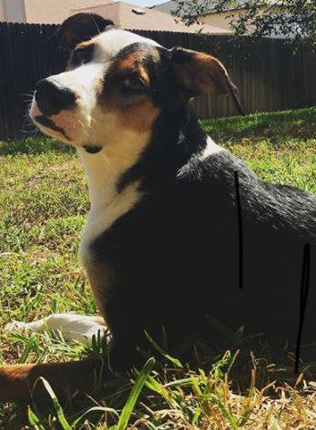 Trooper border collie foxhound mix for adoption in texas 4