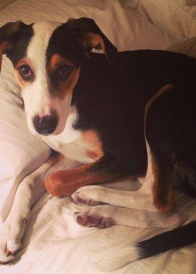 Trooper border collie foxhound mix for adoption in texas 5