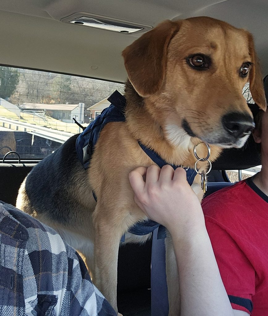 Photo Joey the German Shepherd mix dog for adoption in Cleves OH sitting outdoors looking happy and alert