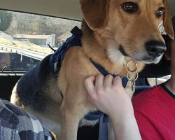 Joey The German Shepherd Mix Dog For Adoption In Cleves OH Sitting Outdoors Looking Happy And Alert
