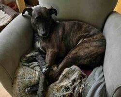 Truffle brindle great dane mix dog adoption rochester ny (2)