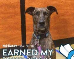 Truffle brindle great dane mix dog adoption rochester ny (2)