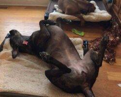 Brindle great dane mix dog adoption rochester ny (3)