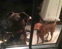 Brindle great dane mix dog adoption rochester ny (3)