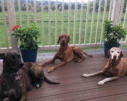 Brindle great dane mix dog adoption rochester ny (3)
