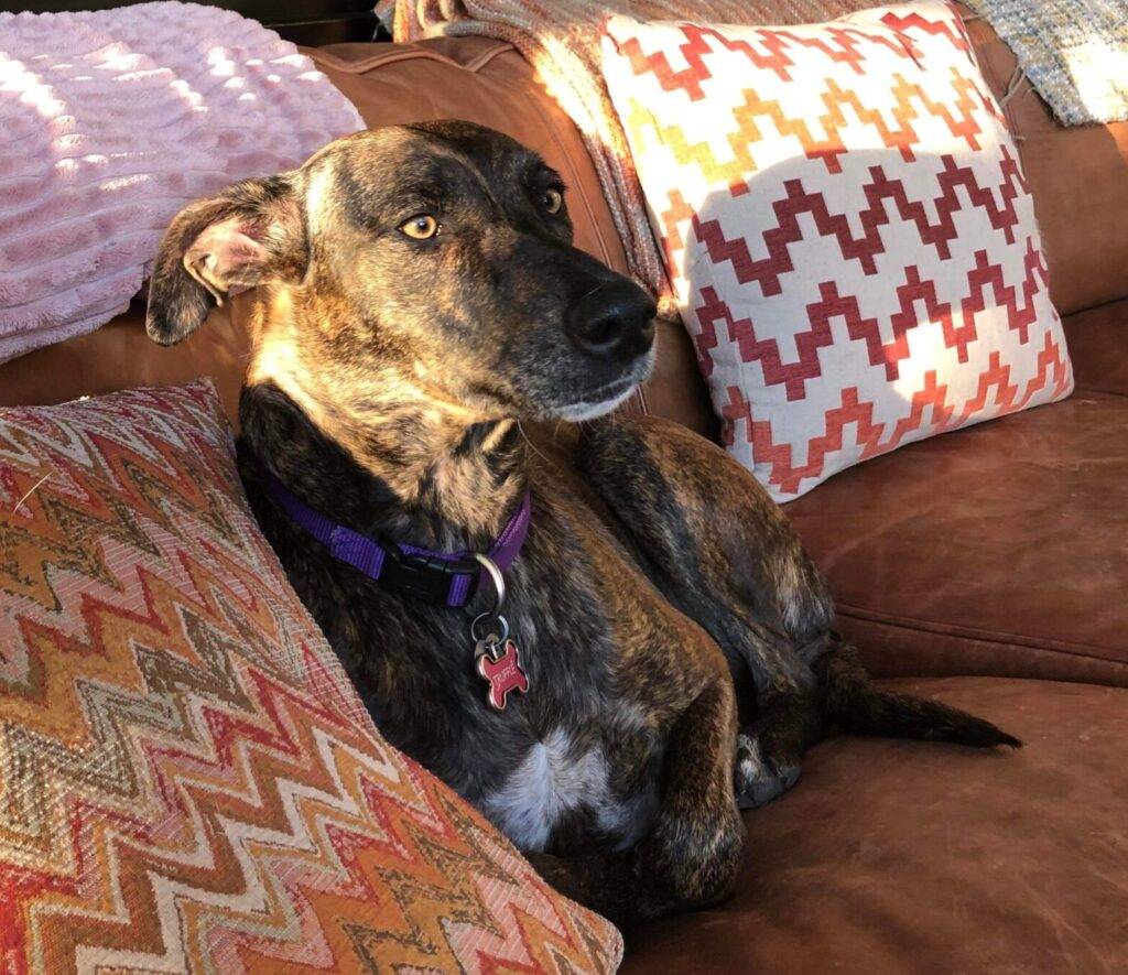 Great Dane Mix Dog For Adoption near Rochester New York – Supplies Included – Adopt Truffle