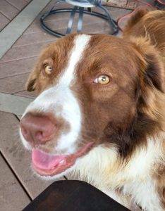 Trump - red and white border collie for adoption fort worth texas 5
