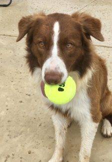 REHOMED BORDER COLLIE! – Trump Found His Forever Home In Ohio