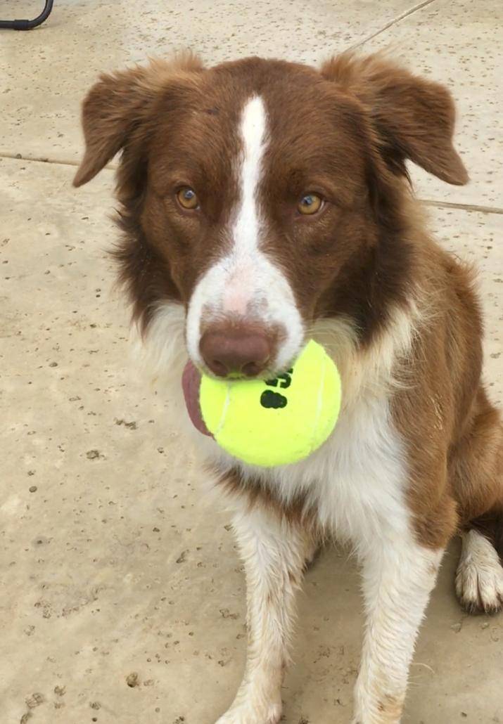 REHOMED BORDER COLLIE! – Trump Found His Forever Home in Ohio