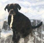 Tucker Boxer Mix Dog Adoption Calgary 4