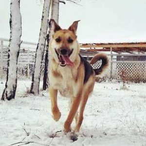 German Shepherd Lab Mix Puppy For Adoption Peace River AB - Adopt ...