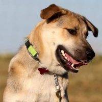 Tucker German Shepherd Lab Mix Puppy For Adoption Peace River AB 2