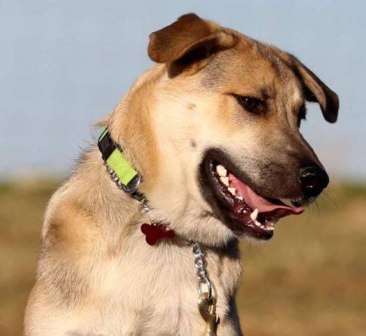 German Shepherd Lab Mix Puppy For Adoption Peace River AB