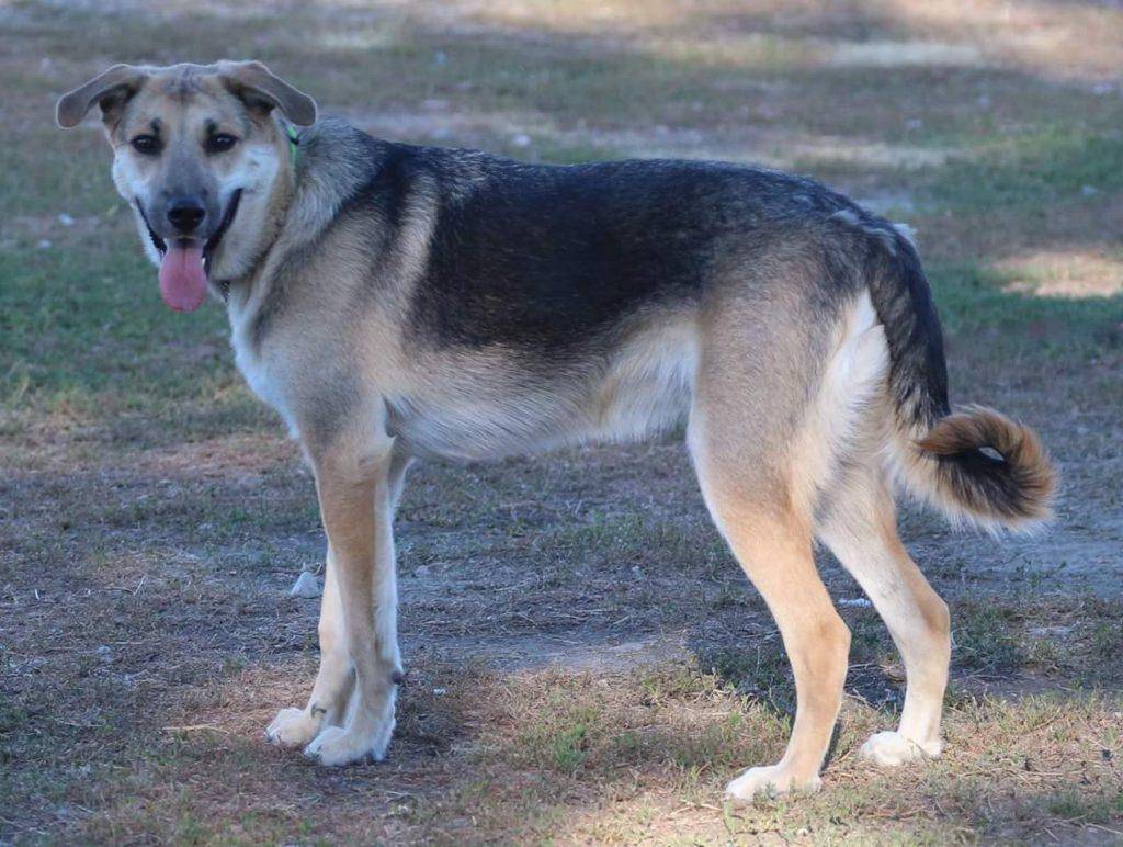 German Shepherd Lab Mix Puppy For Adoption Peace River AB Adopt
