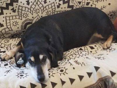 Beagle dachshund mix dog for adoption in austin texas