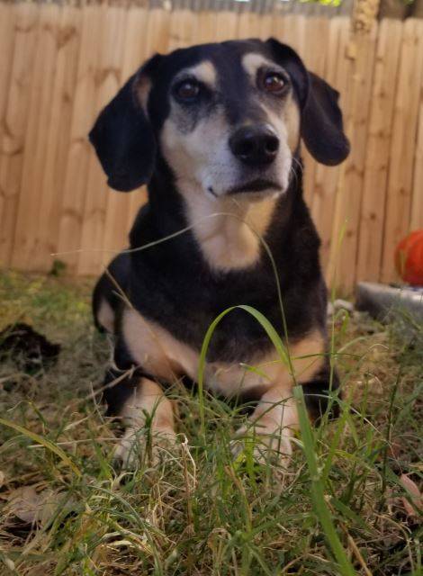 Beagle dachshund mix dog for adoption in austin texas