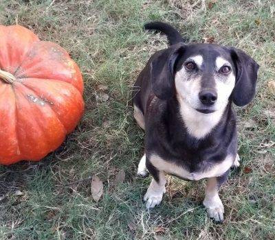Tucker miniature dachshund beagle mix dog adoption austin tx