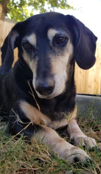 Tucker miniature dachshund beagle mix dog adoption austin tx 8