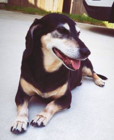 Tucker miniature dachshund beagle mix dog adoption austin tx 8